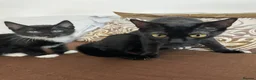 British Shorthair cats for sale: 2 lovely playful kittens  - Advert 6
