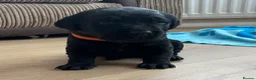 Labrador Retriever dogs for sale: 1 male Beautiful Labrador puppy available  - Advert 17