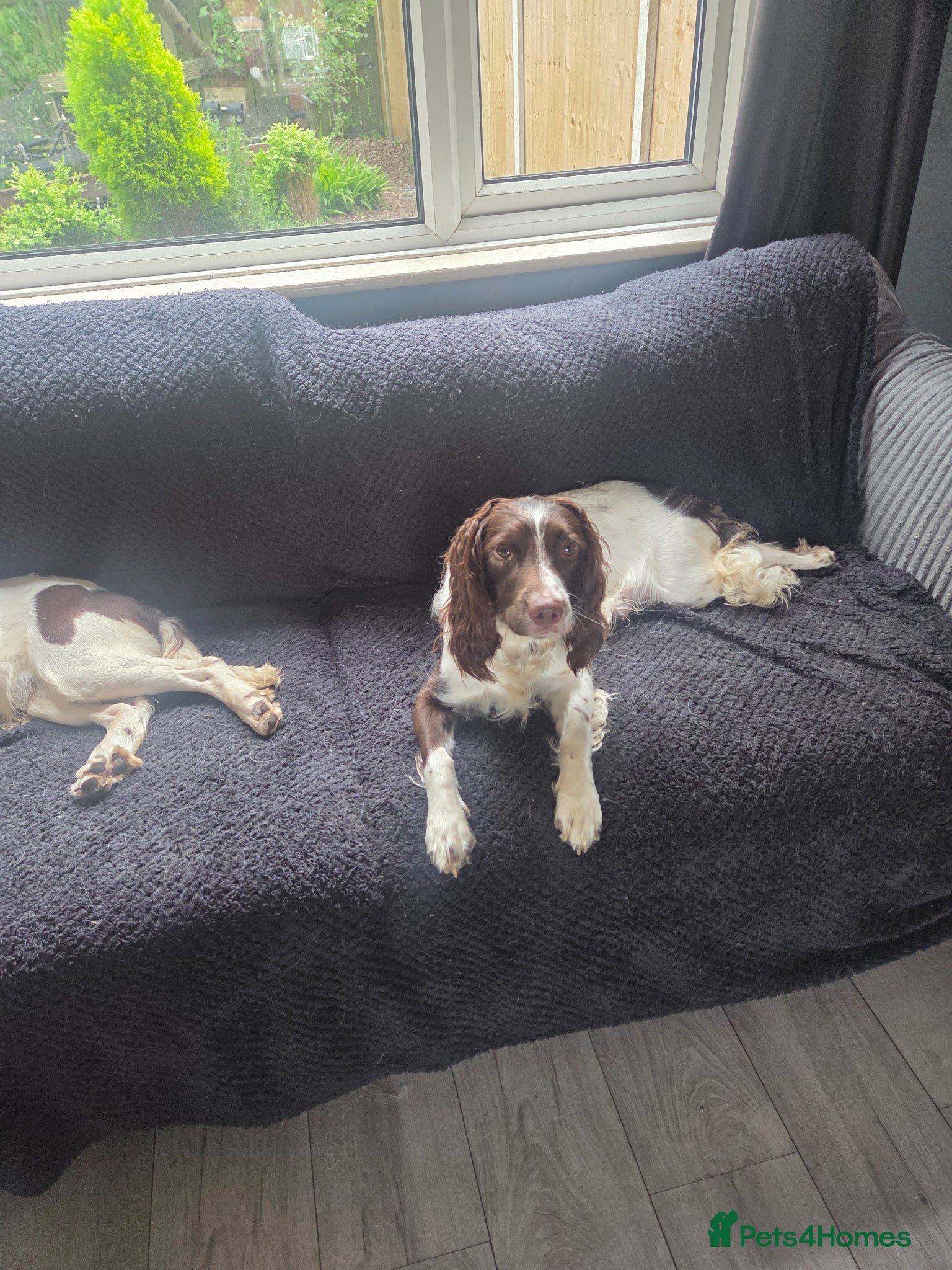 English Springer Spaniel dogs English springer pups  - Advert 1
