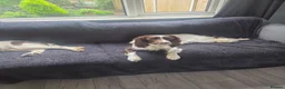 English Springer Spaniel dogs for sale: English springer pups  in Wigan - Advert 1