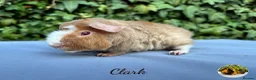 Guinea Pig rodents for sale: Gorgeous baby Teddies  - Advert 3