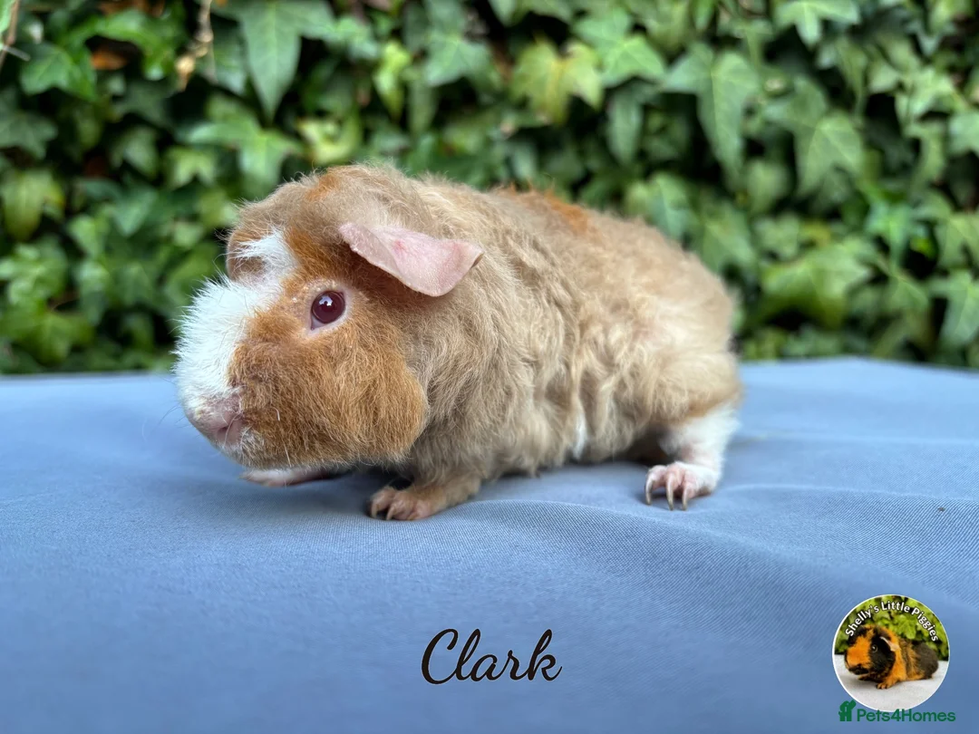 Guinea Pig rodents for sale: Gorgeous baby Teddies  - Advert 3