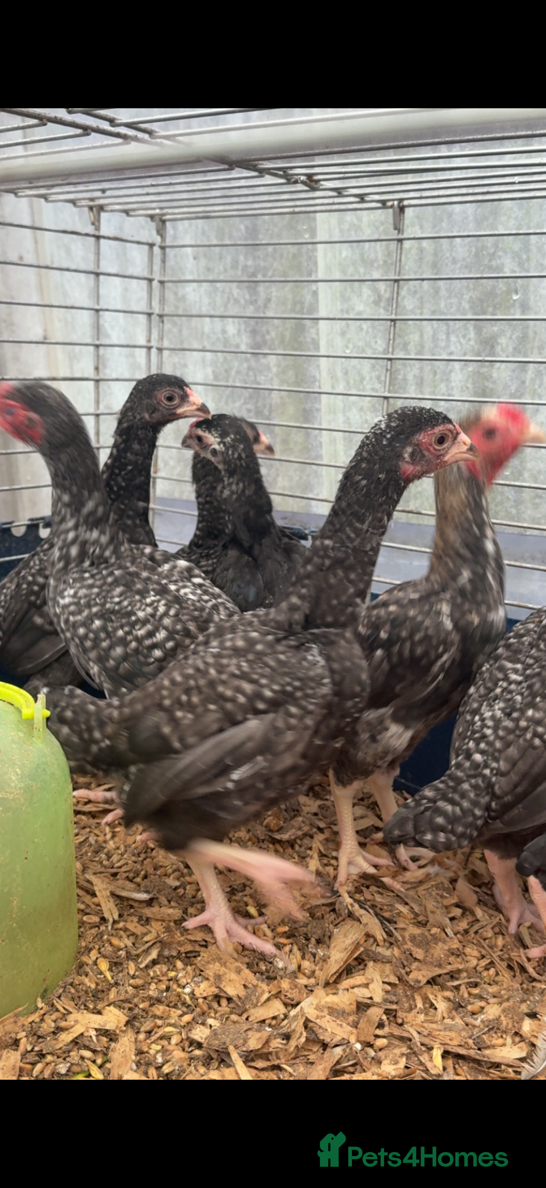 Chickens poultry for sale: Young KO pairs  - Advert 1