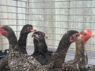 Chickens poultry Young KO pairs - Advert 15