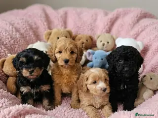 Cockapoo dogs Cockapoo puppies - Advert 6