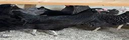 Chickens poultry for sale: Point of lay pullets!  - Advert 3