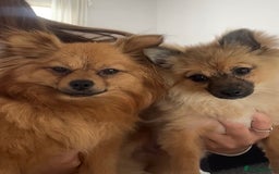 Pomchi dogs for sale: 8 month old man pomchi - Image 4