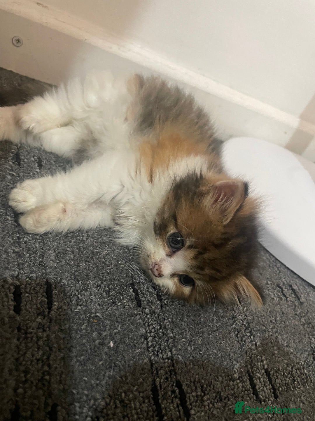 Siberian cats for sale: Kittens for sale bradford - Advert 20