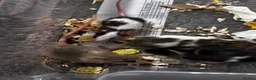 Mouse rodents for sale: Mixed boys/girl baby mice  - Advert 4