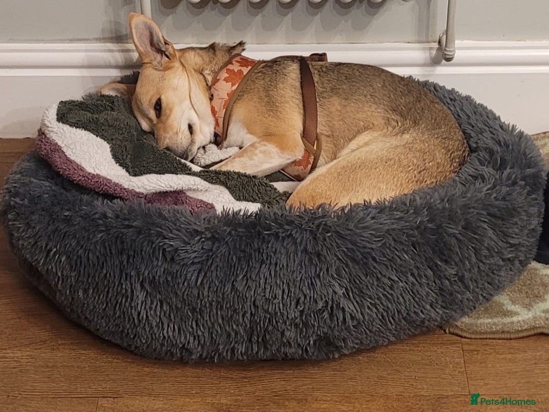 Mixed Breed dogs for adoption: ❤️ Lolly❤️- 1.5-year-old small gentle girl  - Advert 3