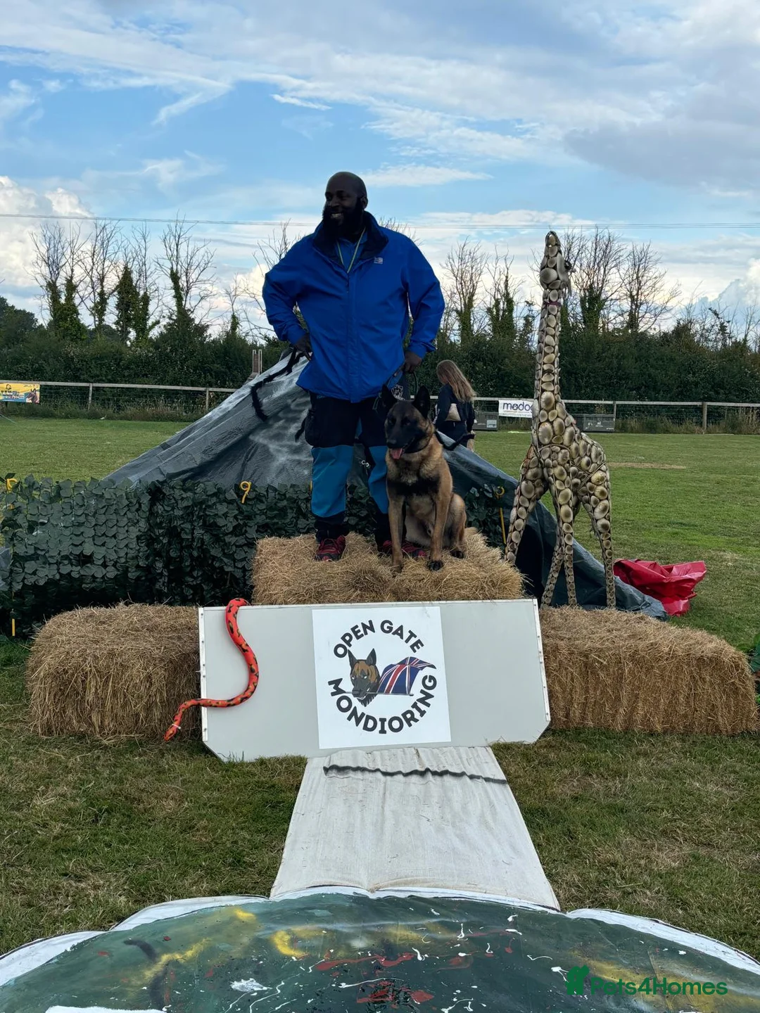 Belgian Shepherd Dog dogs for stud: CHANCE MR3 Vice Champion PSA2 at STUD - Advert 15