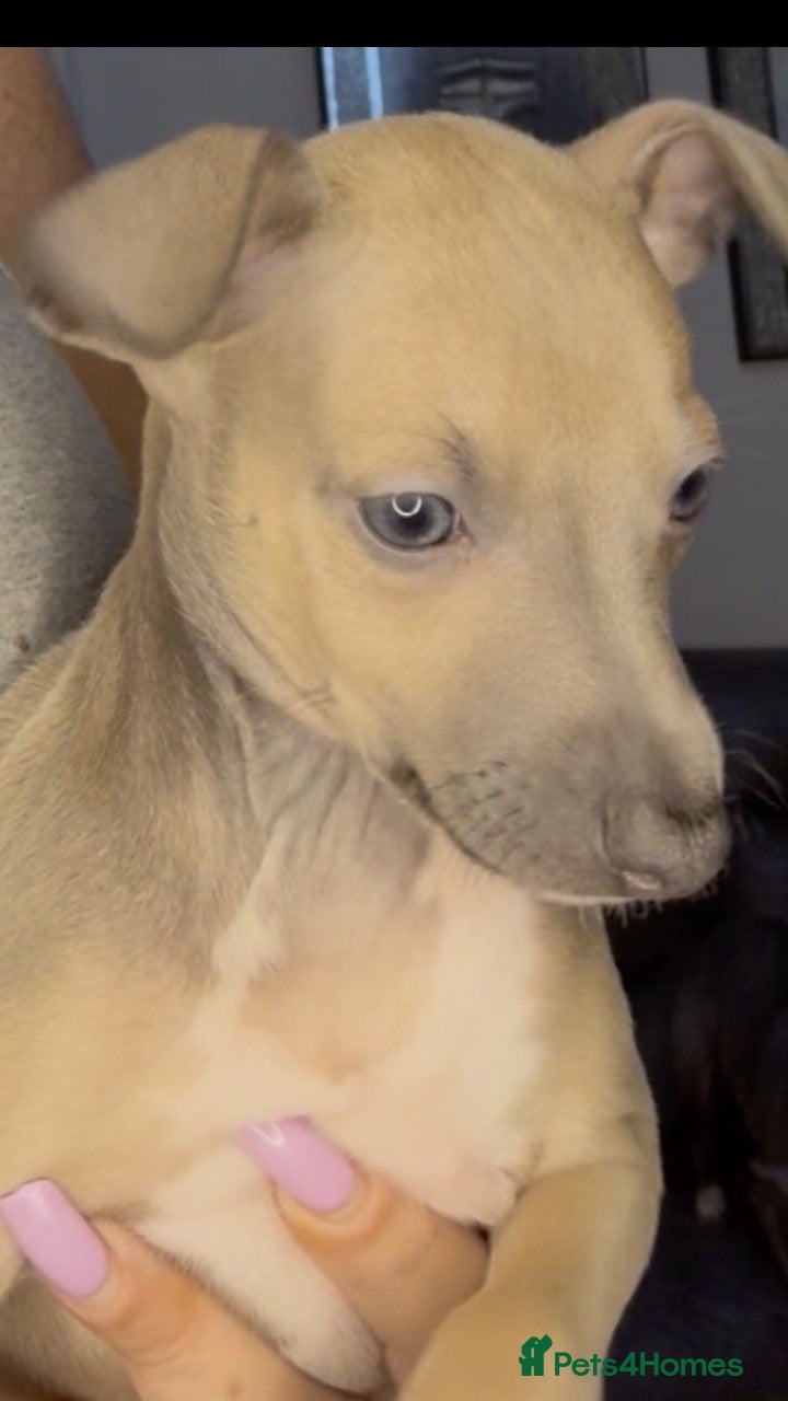 Italian Greyhound dogs (Only  girls)KC registered Italian greyhounds -  - Advert 5