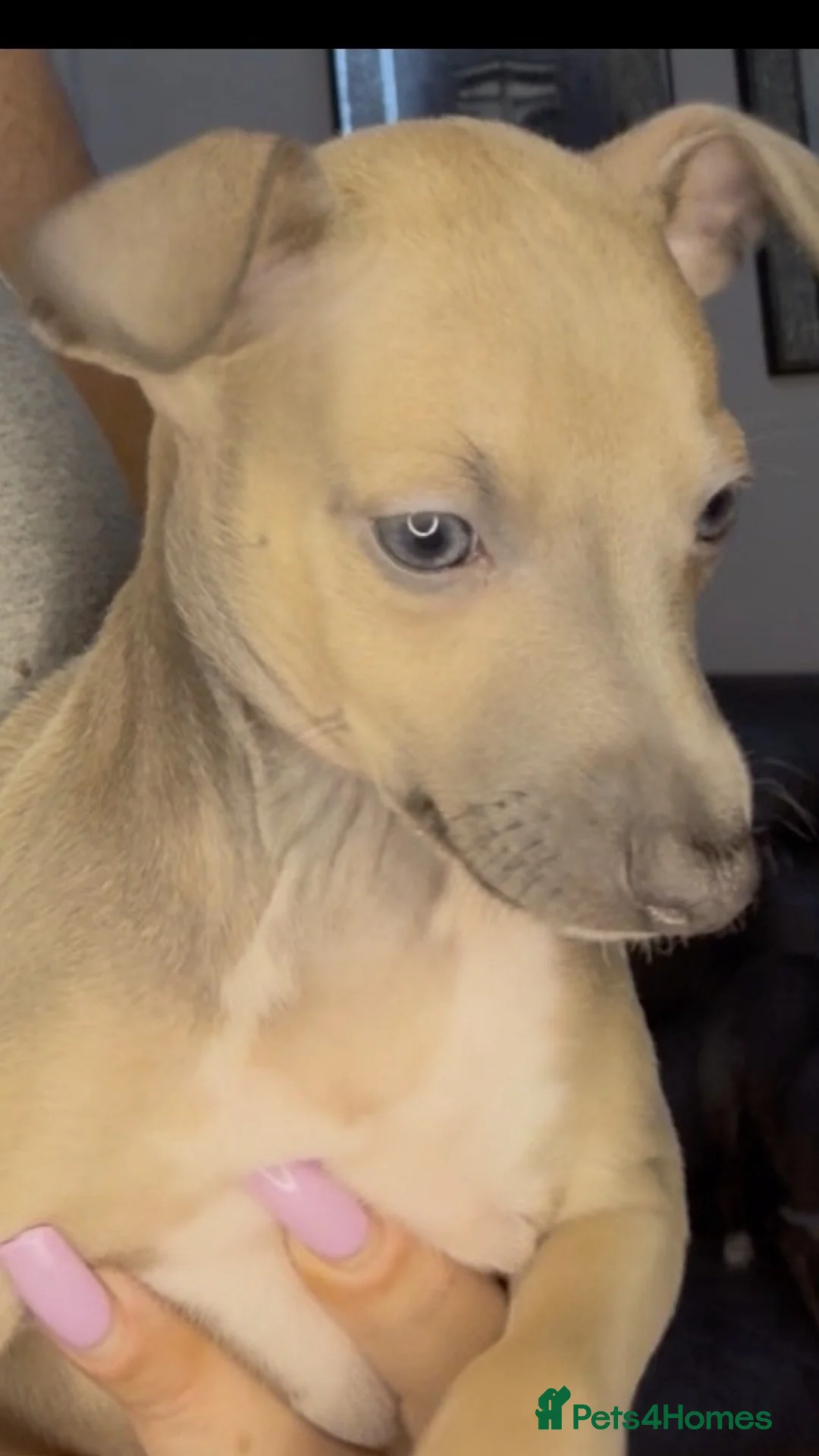 Italian Greyhound dogs for sale: (Only  girls)KC registered Italian greyhounds -  - Advert 1