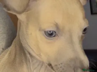 Italian Greyhound dogs (Only girls)KC registered Italian greyhounds - - Advert 5