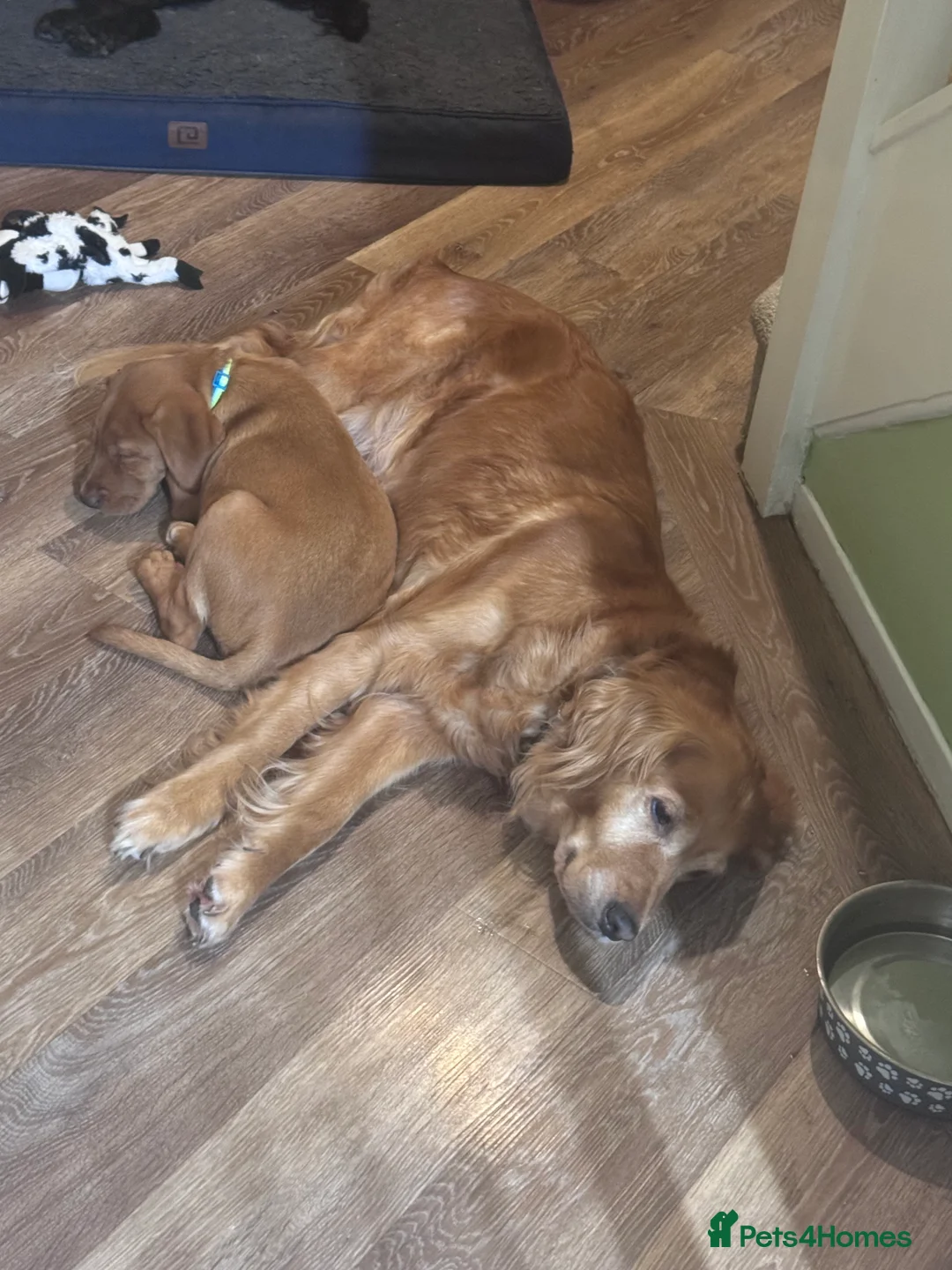 Labrador Retriever dogs for sale: Stunning female lab pup  in Liverpool - Advert 2