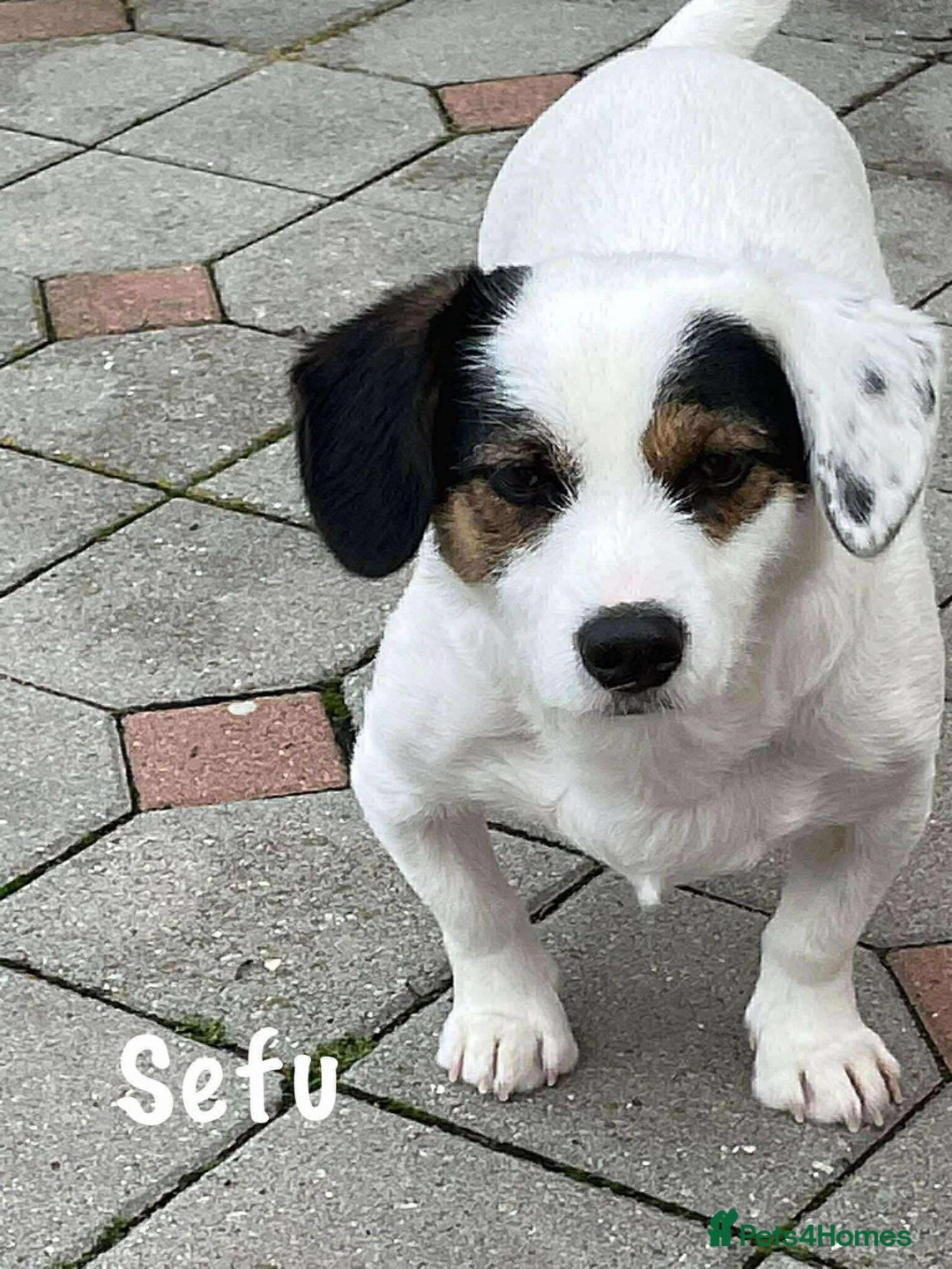 Mixed Breed dogs for adoption: Sefu - Fakenham Norfolk  - Advert 4