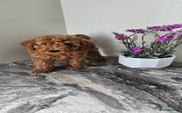 Toy Poodle dogs for sale: Beautiful Red Toy Poodle Puppies - Image 28