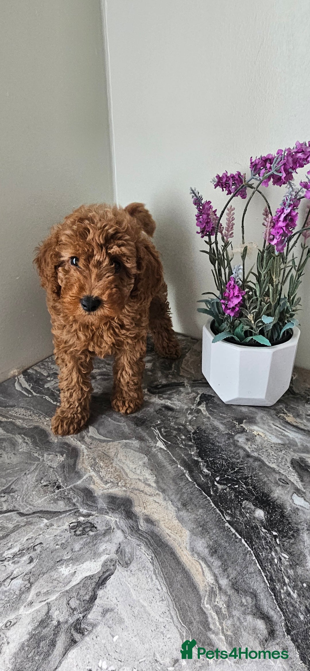 Toy Poodle dogs for sale: Beautiful Red Toy Poodle Puppies - Image 28