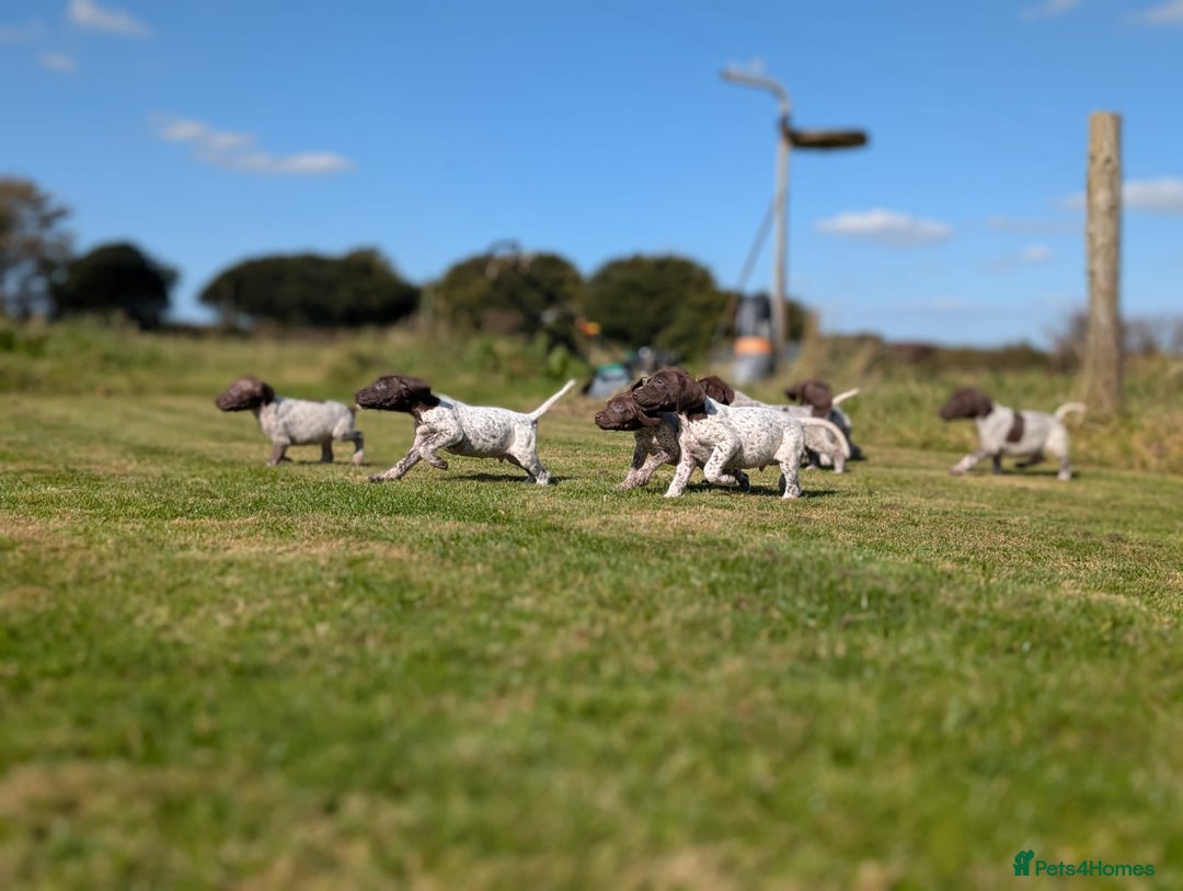 German Shorthaired Pointer dogs for sale: 7 Beautiful KC GSP Puppies - Image 5