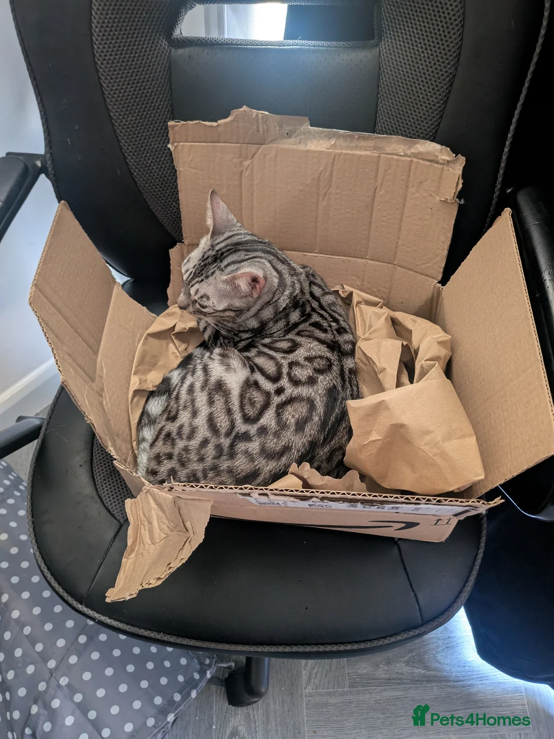 Bengal cats for sale: Breeding opportunity  - Advert 1