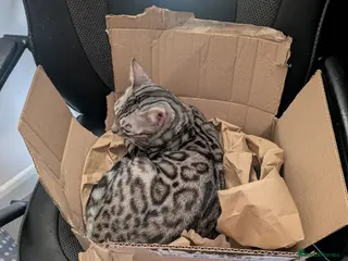 Bengal cats Breeding opportunity - Advert 15