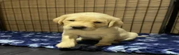Labrador Retriever dogs for sale: Stunning KC Registered Champion line Puppies  - Advert 28