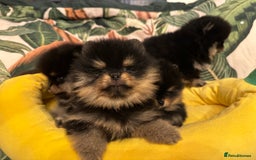 Pomeranian dogs for sale: 🏆The best you can get Russian Taiwan bloodlines - Image 2