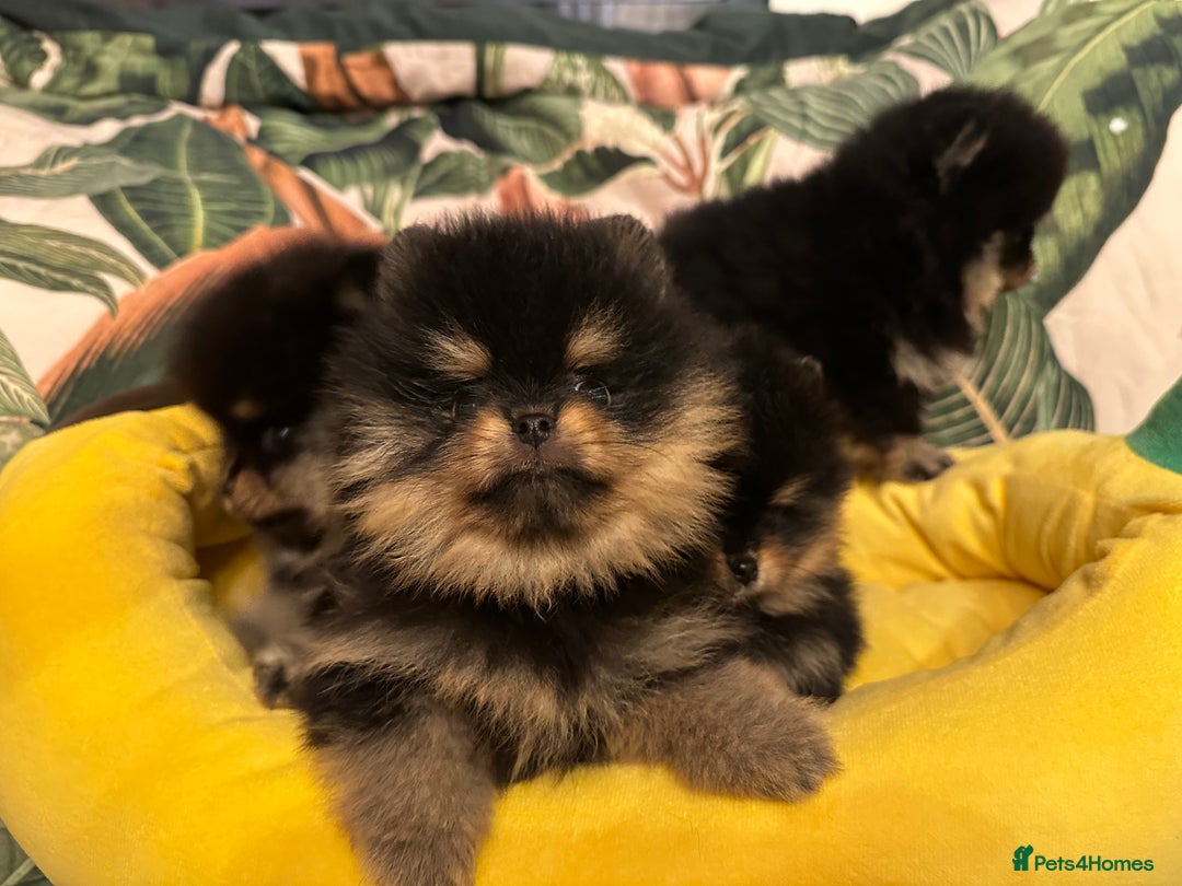 Pomeranian dogs for sale: 🏆The best you can get Russian Taiwan bloodlines - Image 2