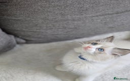 Ragdoll cats for sale: Ragdoll Kittens  - Advert 21