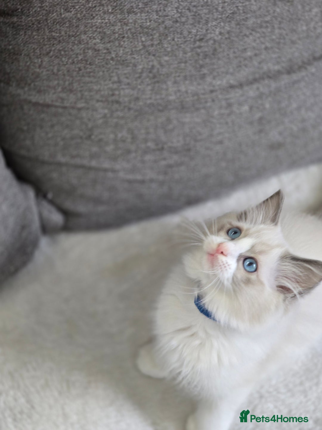 Ragdoll cats for sale: Ragdoll Kittens  - Advert 21