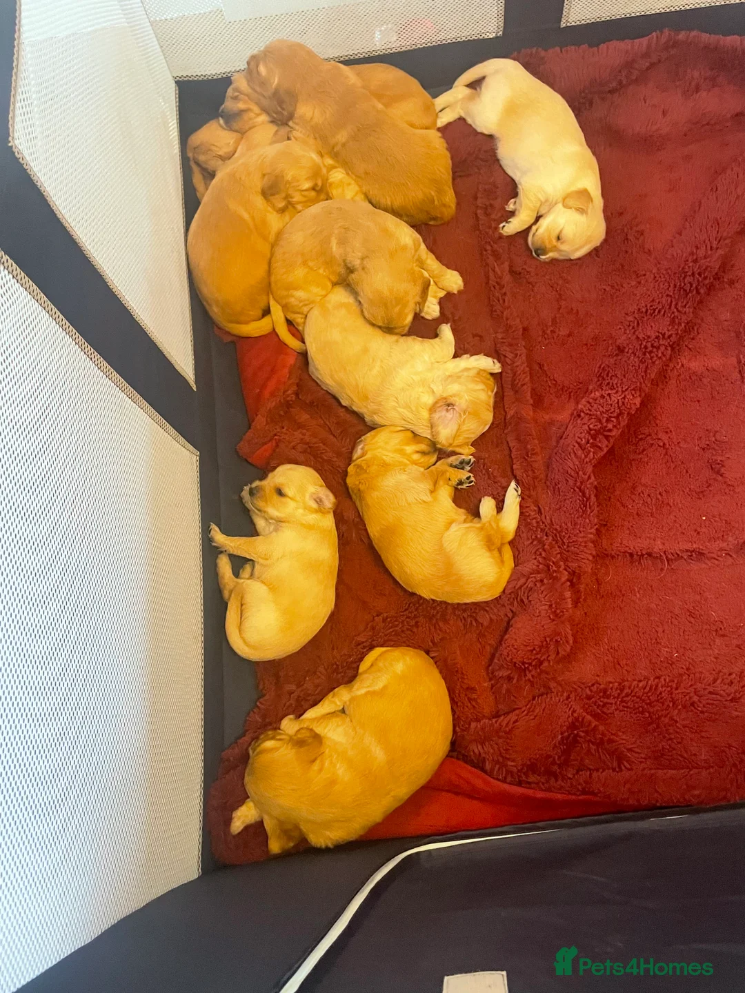 Mixed Breed dogs for sale: Beautiful golden doodles (Golden cockapoos) - Advert 3