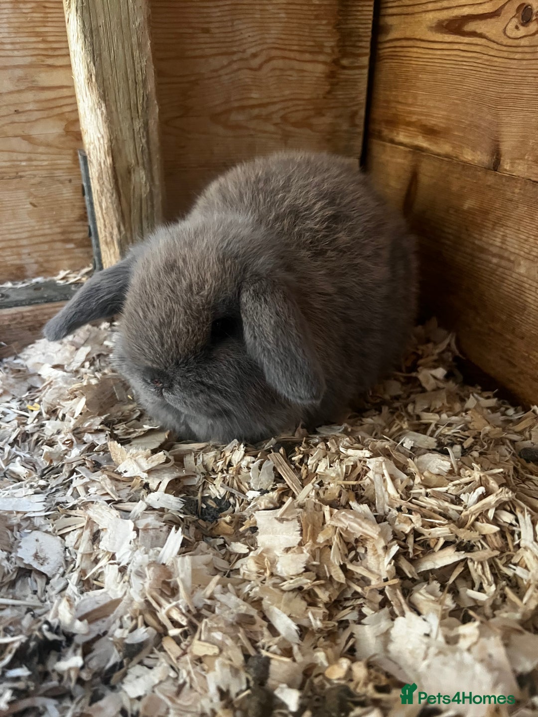 Mini Lop rabbits for sale: Mini lop babies  - Advert 2