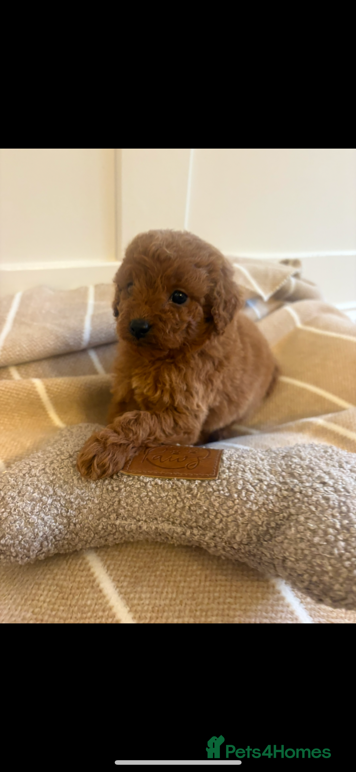 Cavapoo dogs LICENSED BREEDER QUALITY HEALTH TESTED CAVAPOOS - Advert 15