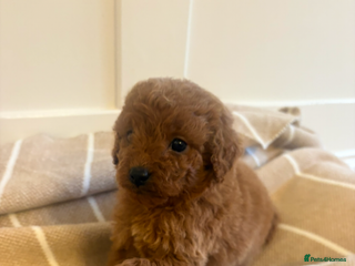 Cavapoo dogs LICENSED BREEDER QUALITY HEALTH TESTED CAVAPOOS - Advert 15