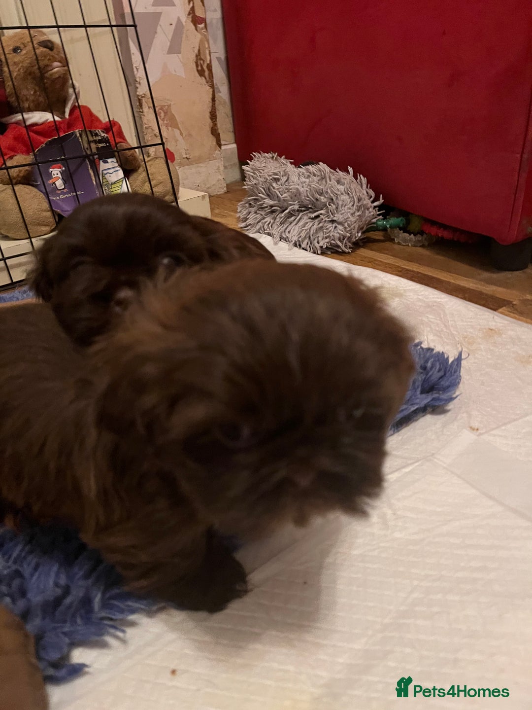 Shih Tzu dogs for sale: Adorable Shih Tzu puppies - Advert 17