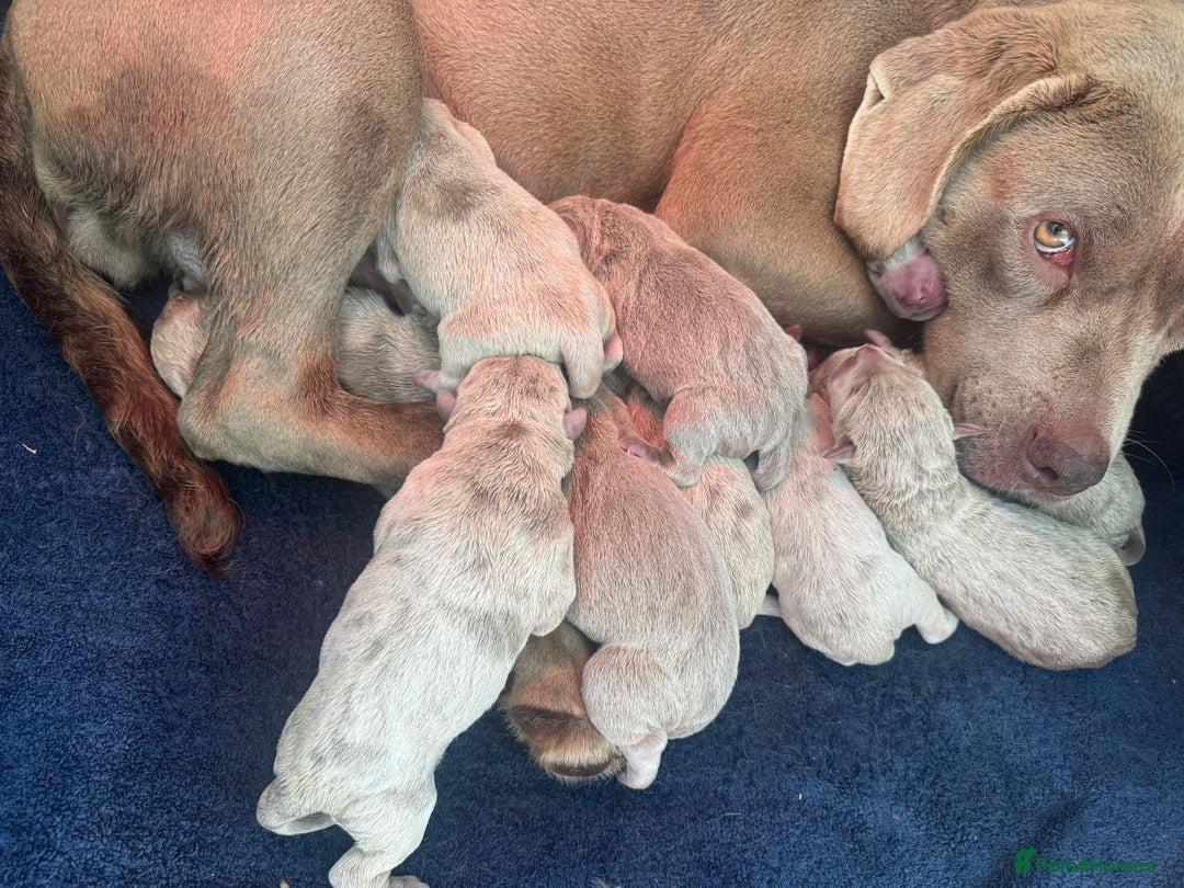 Cane Corso dogs for sale: Cane corso pups  - Image 15