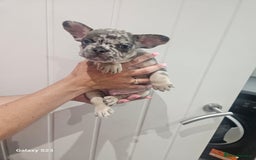 French Bulldog dogs for sale: ⭐️⭐️⭐️⭐️litter of 6 Beautiful french bulldogs 😍🏠 in Southampton - Image 5