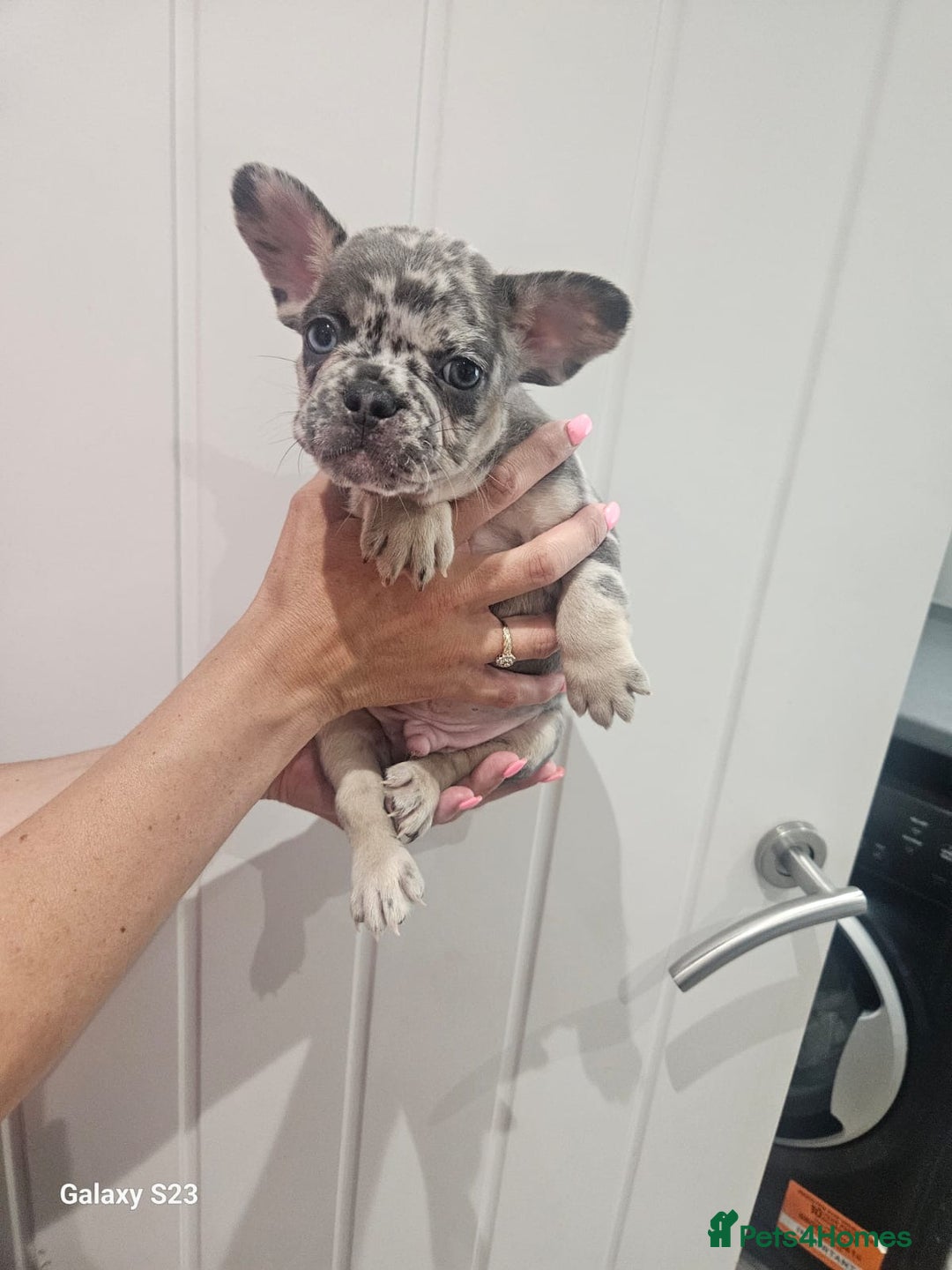 French Bulldog dogs for sale: ⭐️⭐️⭐️⭐️litter of 6 Beautiful french bulldogs 😍🏠 in Southampton - Image 5