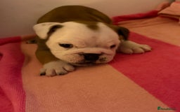 English Bulldog dogs for sale: Amazing British bulldogs  - Image 23