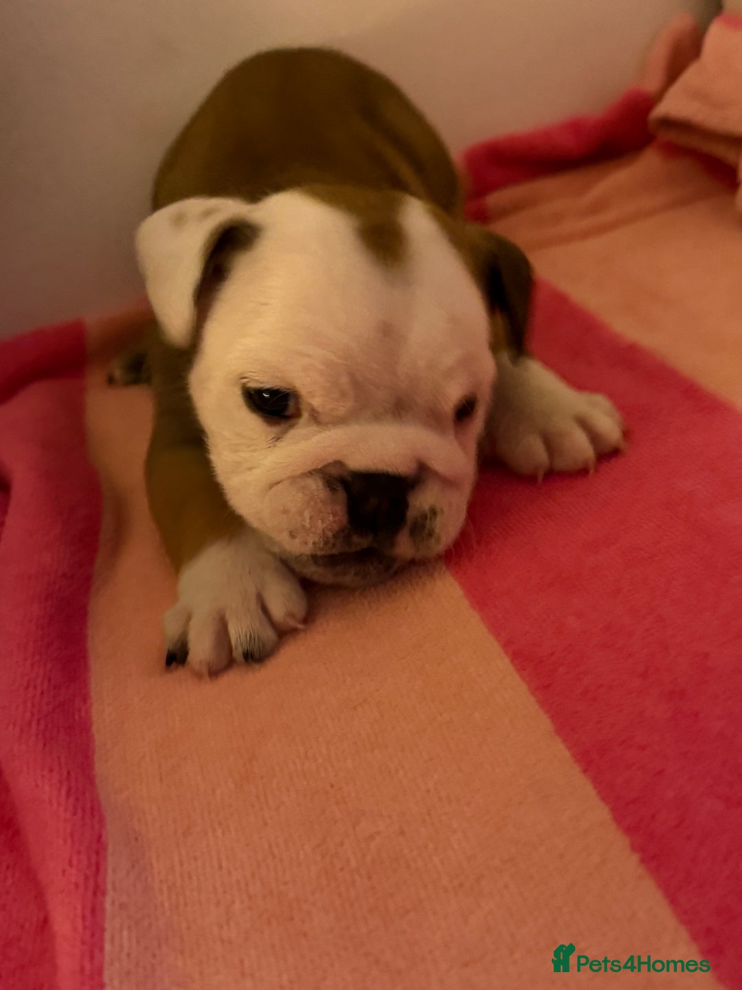 English Bulldog dogs for sale: Amazing British bulldogs  - Image 23