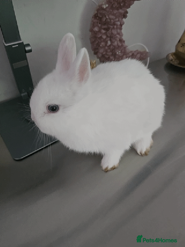 Netherland Dwarf rabbits 🐰 Netherland Dwarf Rabbit – Cute Pet for Sale - Advert 11