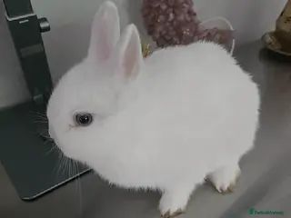 Netherland Dwarf rabbits 🐰 Netherland Dwarf Rabbit – Cute Pet for Sale - Advert 11