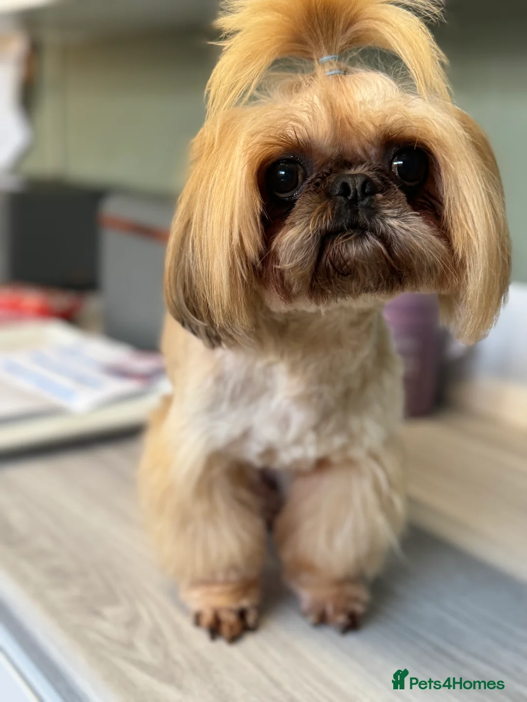 Shih Tzu dogs for stud: Imperial Shih Tzu STUD ONLY  in Crewe - Advert 6