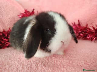 Mini Lop rabbits Baby mini lops for sale - Advert 13