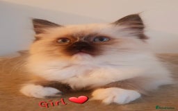 Ragdoll cats for sale: Ragdoll boy and girl ready now 💙❤️ - Image 1