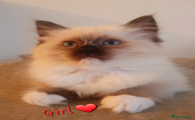 Ragdoll cats - Advert 4