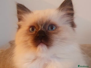 Ragdoll cats - Advert 28