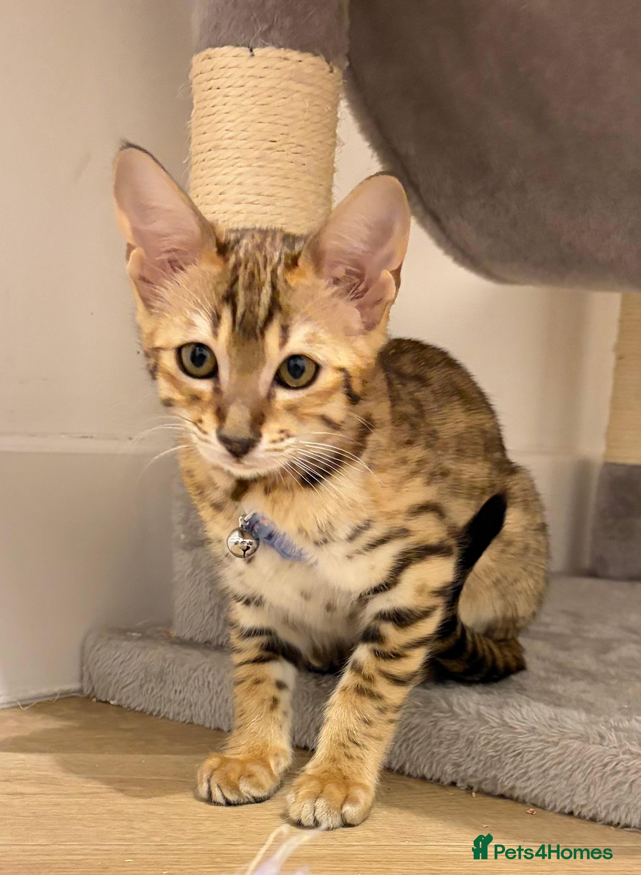 Savannah cats 2 X FEMALE F3 Savannah KITTENS REMAINING TICA REG - Advert 1