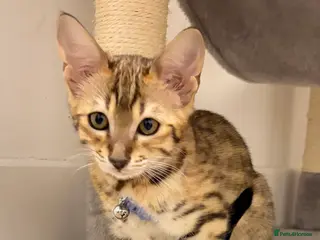 Savannah cats 2 X FEMALE F3 Savannah KITTENS REMAINING TICA REG - Advert 1