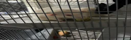 Rat rodents for sale: Two Loving Rats – Jacks & Tubs  in Brentwood - Advert 5